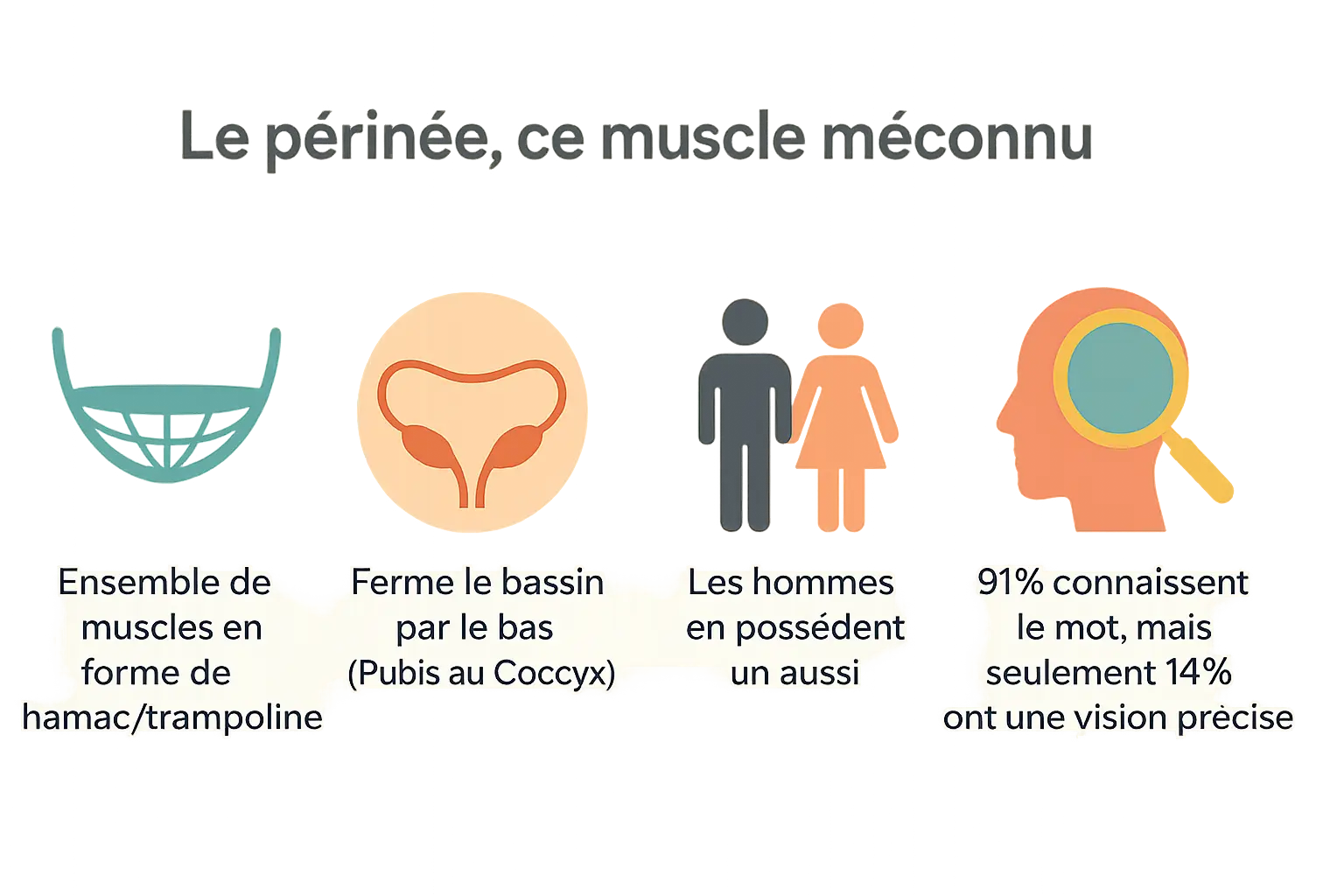 le-perinee-structure-universalite-et-meconnaissance Le périnée : comprendre son rôle pour éviter les fuites